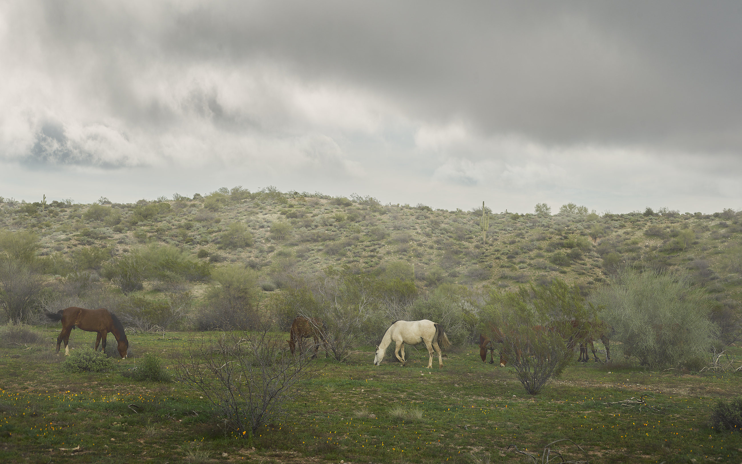 arizona landscape photography, phoenix landscape photography, photos of wild horses in arizona