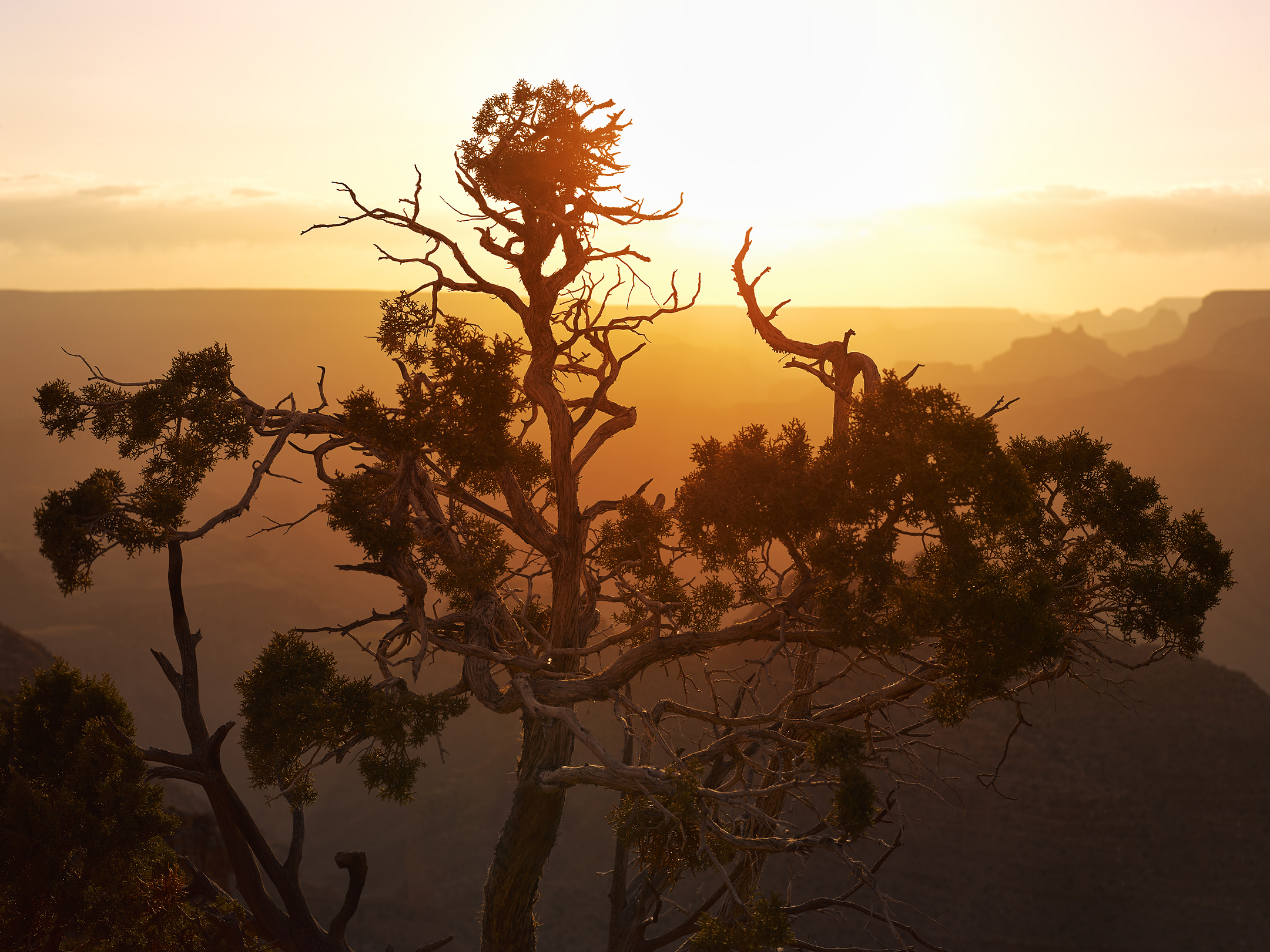 photo of a juniper tree at sunset at the grand canyon arizona. Arizona landscape photography by Travis Neely